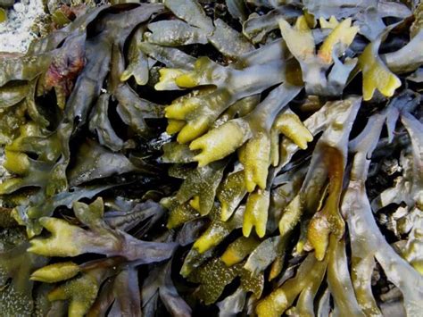 Seaweed Extract Uses In Agriculture A Step By Step Guide For Beginners