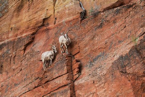 Low Angle View Of Mountain Goats On Rock Formation At Zion National