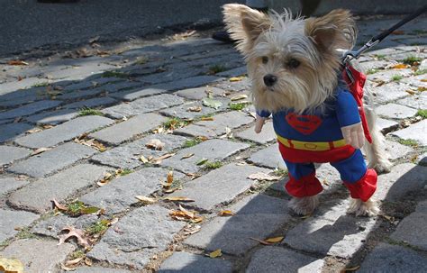 Tompkins Square Halloween Dog Parade 2022 In New York Dates