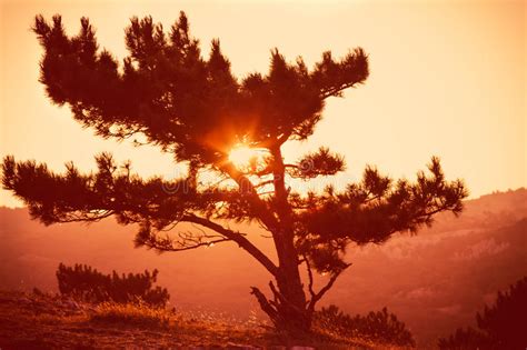 Lonely Tree On Mountain And Woman Walking Alone To Sunset Stock Image
