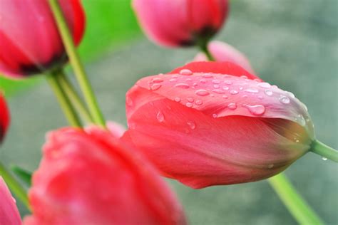 Spring Flowers Rain Tulips Fresh Daisy Wallpapers Hd