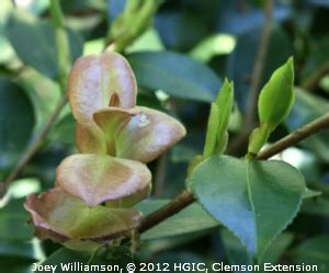 Most of them are just different lighting. Time to Maintain: Remove Leaf Gall from Azaleas and Camellias