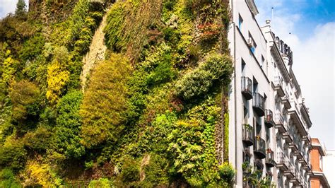 Green Walls Roofs And Screens Can Improve Air Quality In