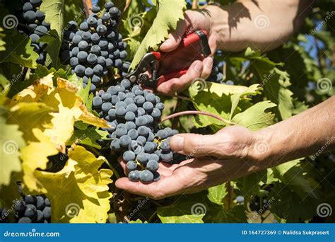 Grape Harvesting Shiraz Grapes Okanagan Valley Stock Image Image Of