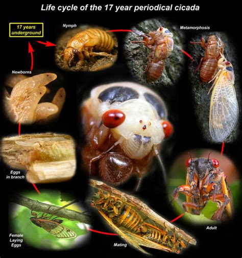 Magicicada have been documented to emerge after 22 years. Cicadas - Wild Things Grow...