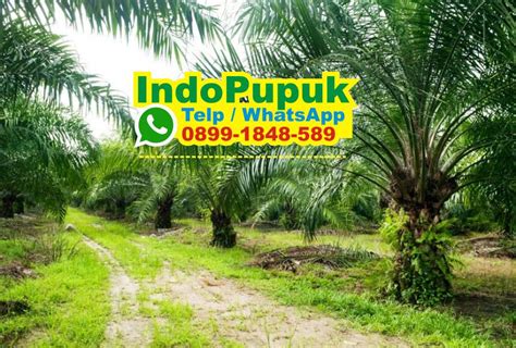 Bahkan, begitu sering terucap manakala butuh pupuk, yaitu pupuk za. Pupuk Untuk Sawit Jantan - Jenis Pupuk Kelapa Sawit Dosis ...