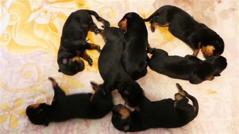Maybe you would like to learn more about one of these? Rottweiler puppy dog for sale in Springboro, Pennsylvania