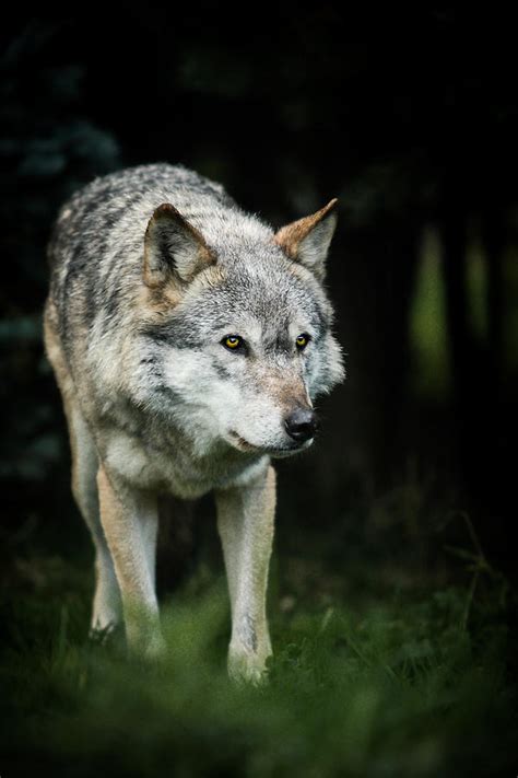 Hungry Like A Wolf Photograph By Andy Bennette Fine Art America