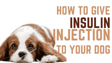 How To Give Your Diabetic Dog Insulin Injections Vet Explained