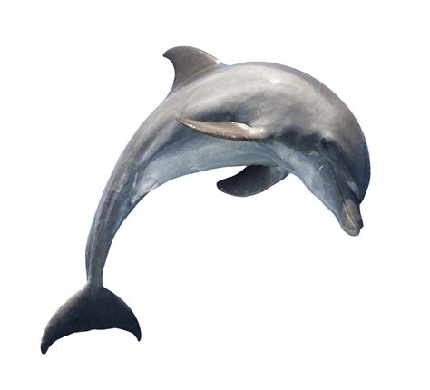 Dolphin Transparent Png Png Play