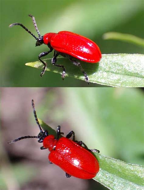 Red Beetle Garden Pest Identification Fasci Garden