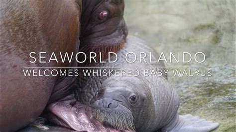 Seaworld Orlando Proudly Welcomes Whiskered Baby Walrus Youtube