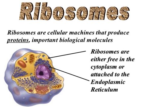 What is ribosomes in animal cell. Animal Cell