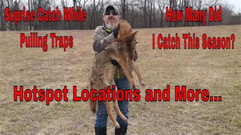 coyote trapping 2022 se 2 ep 19 surprise catch showing hotspot