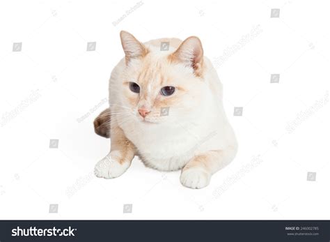 Siamese Mix Breed Cat Laying While Stock Photo 246002785