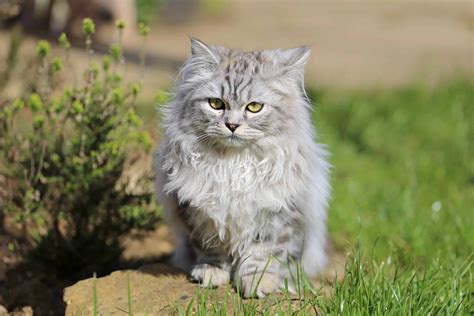 Grey Persian Cat Info Genetics Traits And Faqs With Pictures