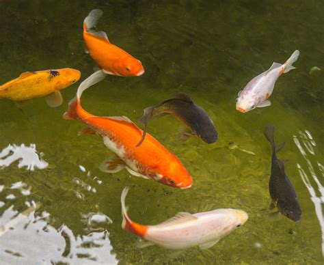 Free Images White Clear Swim Feed Red Black Gill Goldfish Koi