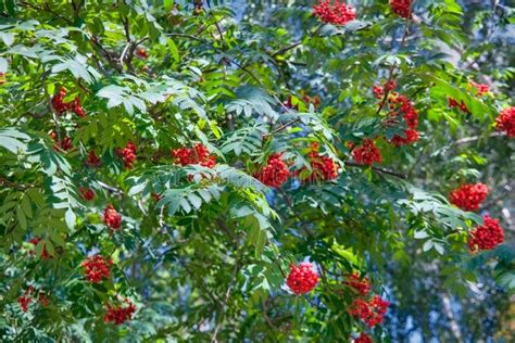 Rowan Branch With A Bunch Of Red Ripe Berries Sorbus Aucuparia Tree