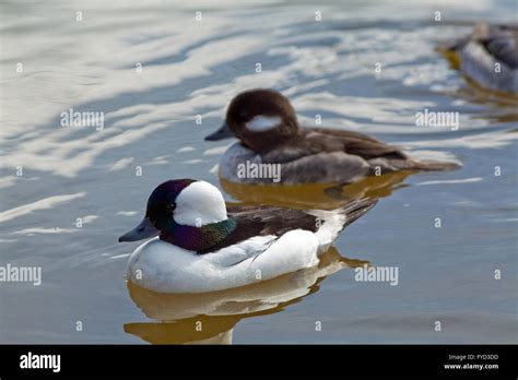 Bufflehead Bucephala Albeola Pair Male Front Breeding Plumage