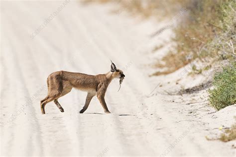 Caracal With Its Prey Stock Image C0415939 Science Photo Library