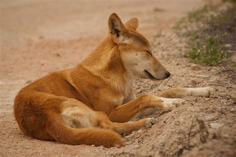 Dingo Fact Sheet Cswd