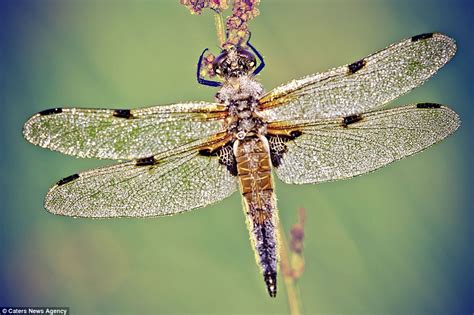 The Dragonflies Which Pose For Their Picture As They
