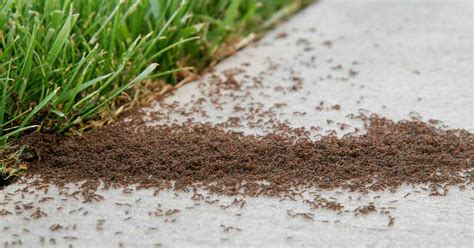 how to kill and prevent common ants