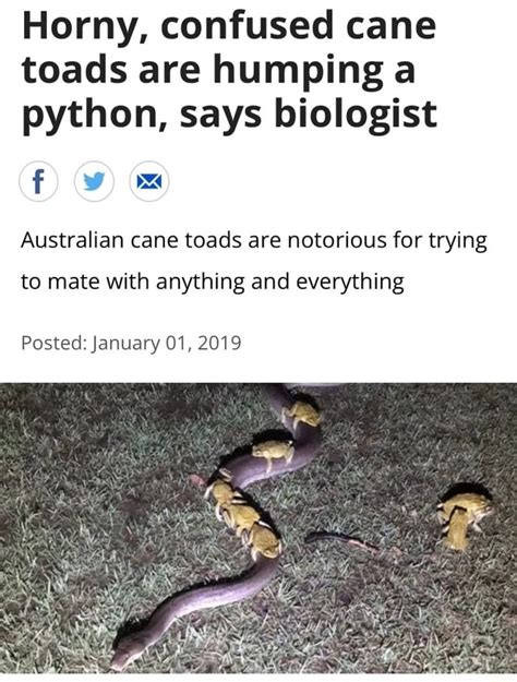 Horny Confused Cane Toads Are Humping A Python Says Biologist F W