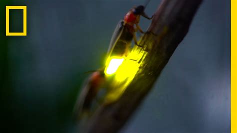 Each firefly species has its own blinking pattern, and you can use that to identify the type. Watch: Fireflies Glowing in Sync to Attract Mates ...