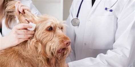 3 Common Ear Problems Dog Owners Should Know About Veterinary