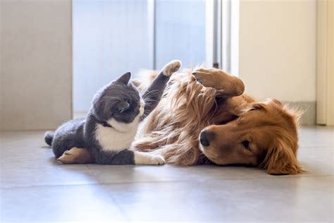 Like Cats And Dogs Teach Your Pets To Live In Harmony American