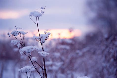 Winter Zen Photograph By Jenny Rainbow Fine Art America