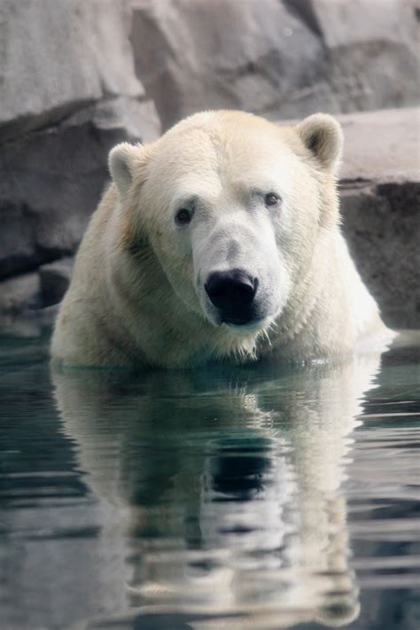 Cullman wellness and aquatic center, cullman source. Brr: Polar Bear Plunge Saturday morning at CWAC | The ...