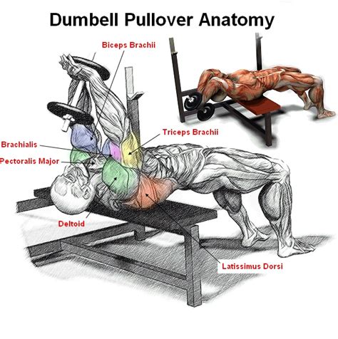 This exercise provides a useful means of isolating the pectorals and preserving the triceps for the subsequent exercise. Pin on fitness