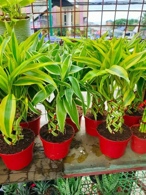 Live Plant Fortune Braided Fortune Plant Tree Lazada Ph