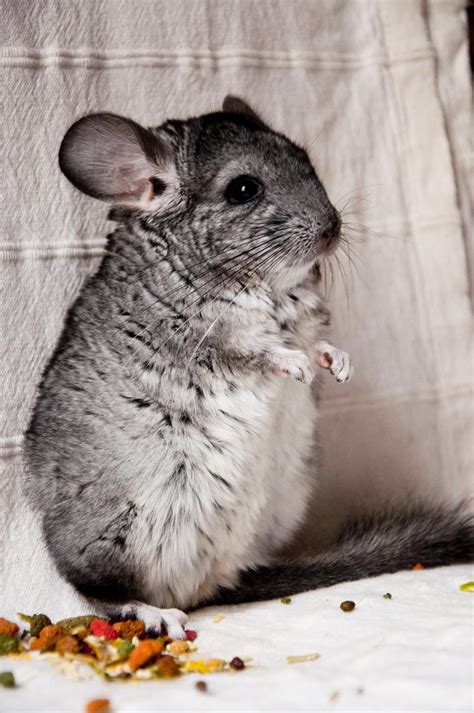 Baby Chinchilla Iphone Hd Wallpapers Wallpaper Cave