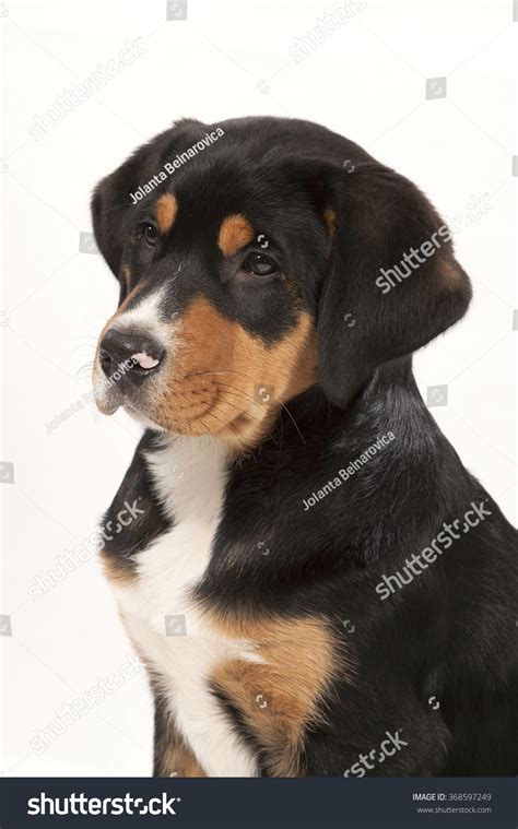 Dog A Puppy Greater Swiss Mountain Dog Ports His Portrait