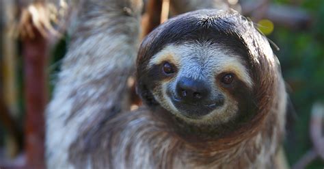 Dreaming Of Spending The Night Among Sloths This Conservation Center
