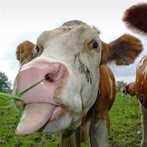 Cow Sticking Tongue Out