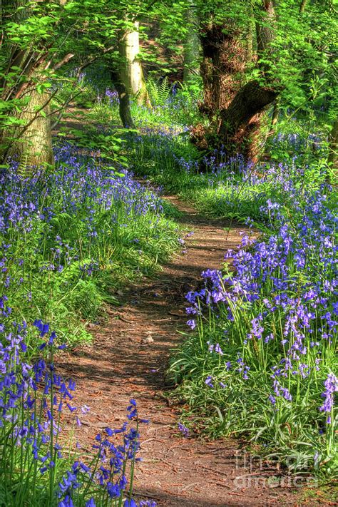 Bluebell Path Middleton Woods Ilkley Photograph By Tom Holmes
