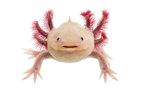 Последние твиты от axolotl amphibian ⭐⭐⭐🇺🇸 (@isaiahvaldez12). 5 Coolest Things On Earth This Week - GE Reports