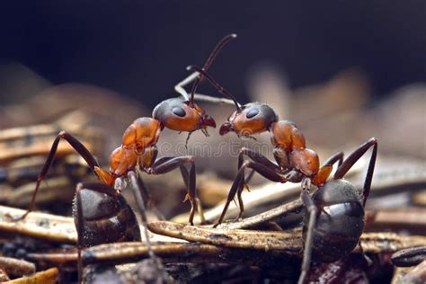 Duas Formigas Estão Falando Nas Folhas Verdes Na Natureza Imagem de
