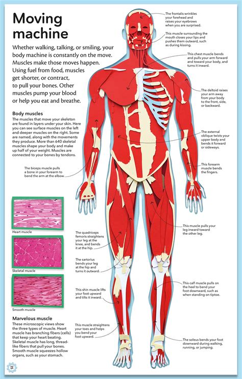 Muscles, attached to bones or internal organs and blood vessels, are responsible for movement. My Amazing Body Machine: A Colorful Visual Guide to How ...