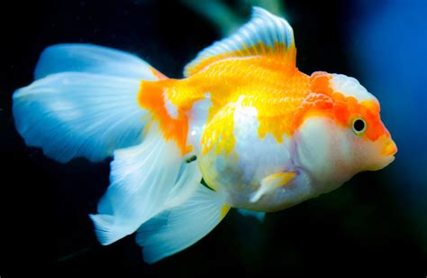 Cool Fish To Own As Pets Pets Retro