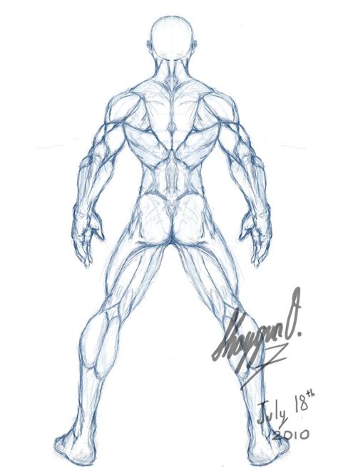 Male Drawing Template Male Anatomy Template Back By Shintenzu On