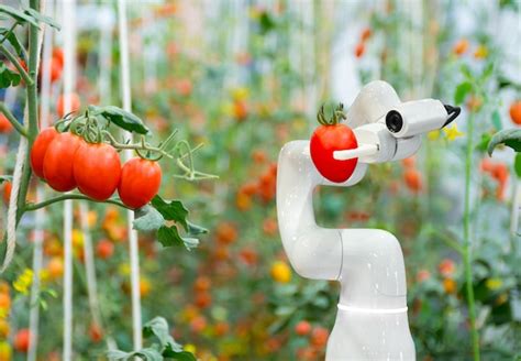 Premium Photo Smart Robotic Farmers Tomato In Agriculture Futuristic