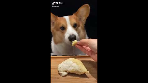 Asmr Dog Eating ♥️🐶 So Cute ️ Youtube