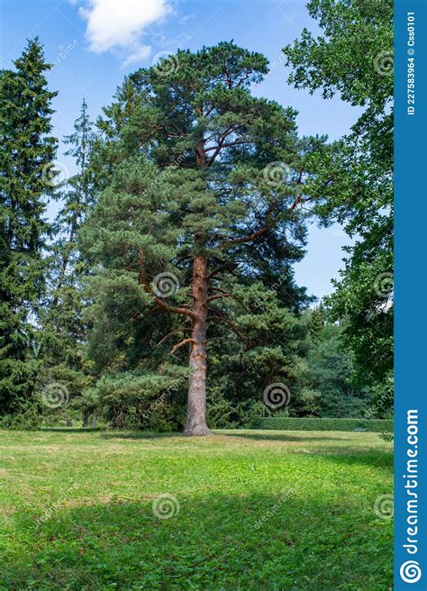 Majestic Pine Tree On Meadow With Green Grass Giant Pine Tree Stock