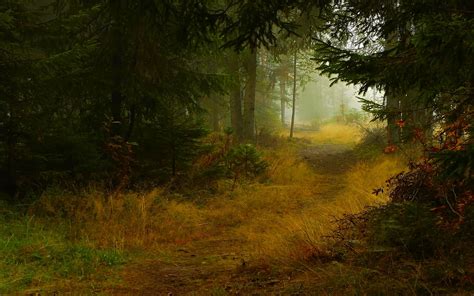 Dark Forest Trail Wallpaper Free Landscape Wallpaper Forest