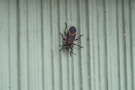 Boxelder Bugs In The Fall Varment Guard Wildlife Services